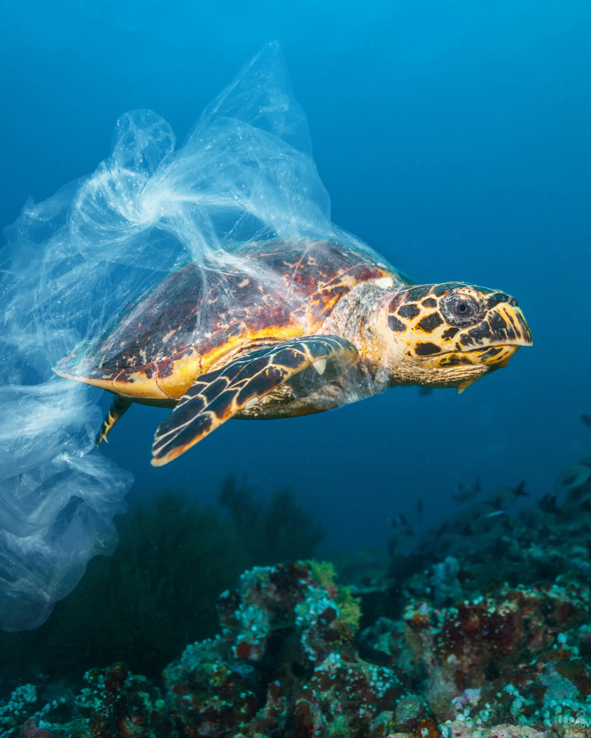 Tortue blessée par du plastique - BY FOUTAS